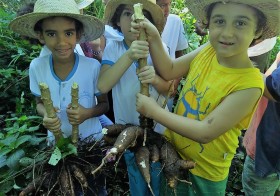 Escola na Roça cultivando a Mandioca